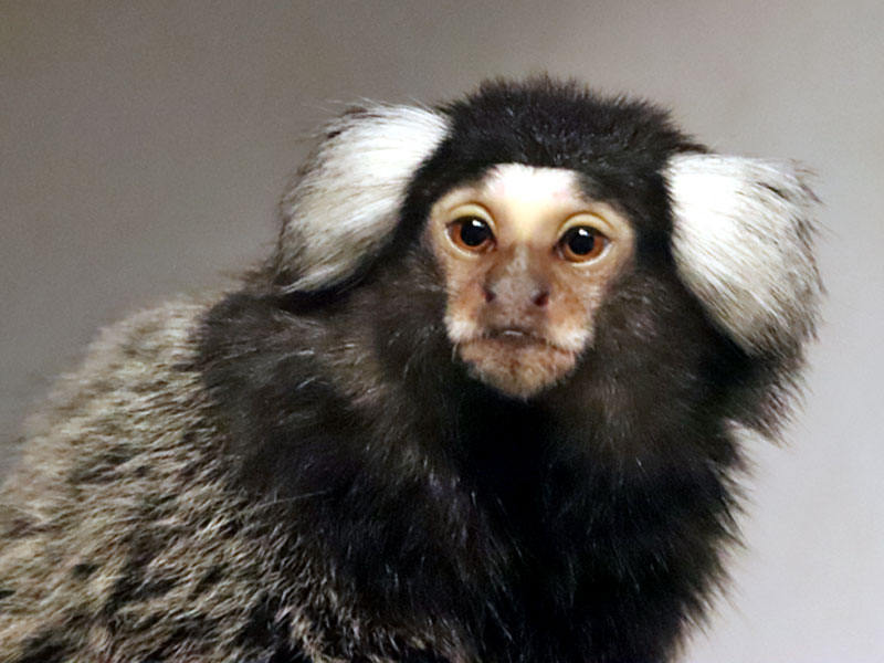 Marmoset at GarLyn Zoo